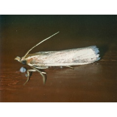 /filer/webapps/moths/media/images/G/gilviberbis_Scirpophaga_A_Roland_01.jpg