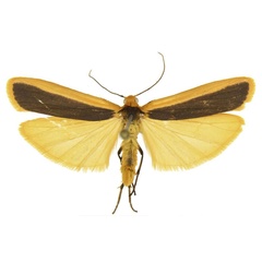 /filer/webapps/moths/media/images/A/anomoia_Oedipygilema_HT_ANHRT.jpg