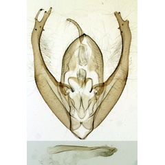/filer/webapps/moths/media/images/A/argentoidea_Micardia_GMHT_MNHN_613.jpg