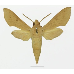 /filer/webapps/moths/media/images/P/psammochroma_Hippotion_AM_Basquin_01a.jpg