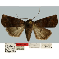 /filer/webapps/moths/media/images/B/berioi_Elyptron_AT_MNHN.jpg