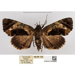 /filer/webapps/moths/media/images/P/polymorpha_Chlumetia_PLT_NHMUK_03.jpg