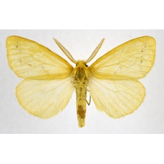 /filer/webapps/moths/media/images/C/collenettei_Crorema_AM_NHMO.jpg