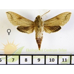 /filer/webapps/moths/media/images/P/pentagramma_Hippotion_AF_SMCR_02.jpg