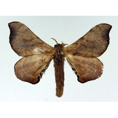/filer/webapps/moths/media/images/F/fuscocervina_Racinoa_AF_Basquin.jpg