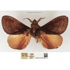 /filer/webapps/moths/media/images/B/basale_Stoermeriana_AM_NHMUK.jpg