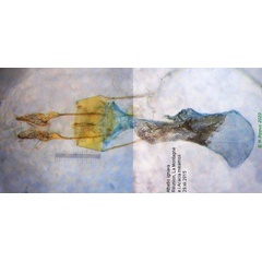 /filer/webapps/moths/media/images/I/ignava_Athetis_GF_Bippus.jpg