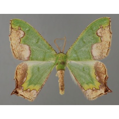 /filer/webapps/moths/media/images/P/papilio_Antharmostes_A_ZSM_01.jpg