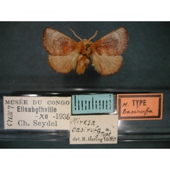 /filer/webapps/moths/media/images/B/basirufa_Miresa_HT_RMCA_01.jpg