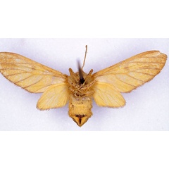 /filer/webapps/moths/media/images/L/lutea_Rhipidarctia_HT_CMP_02.jpg