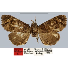 /filer/webapps/moths/media/images/B/borbonica_Chlumetia_AT_MNHN.jpg