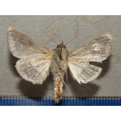 /filer/webapps/moths/media/images/S/spoliata_Thysanoplusia_A_Goffb_01.jpg
