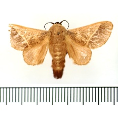 /filer/webapps/moths/media/images/P/phlebodes_Latoia_AM_BMNH.jpg