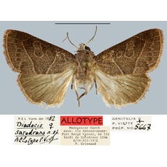 /filer/webapps/moths/media/images/S/sarodrano_Diadocis_AT_MNHN.jpg