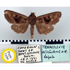 /filer/webapps/moths/media/images/A/altitudinis_Tracheplexia_PT_BMNH.jpg
