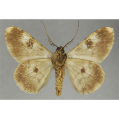 /filer/webapps/moths/media/images/L/leptopasta_Cleora_AM_ZSMb.jpg