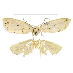 /filer/webapps/moths/media/images/S/scutulata_Spatulosia_HT_MSNS.jpg