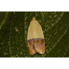 /filer/webapps/moths/media/images/N/natalensis_Odites_A_Riddell_02.jpg