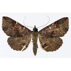 /filer/webapps/moths/media/images/G/goleta_Rhesala_AM_TMSA_01.jpg