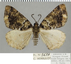 /filer/webapps/moths/media/images/P/phaeochyta_Xylopteryx_AM_ZSMa.jpg