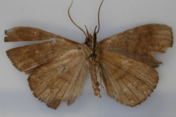 /filer/webapps/moths/media/images/M/marmorata_Aburina_HT_RMCA_02.jpg