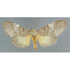 /filer/webapps/moths/media/images/L/leuconephra_Amphiphalera_AF_RMCA.jpg