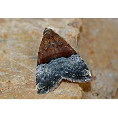 /filer/webapps/moths/media/images/S/semipurpurea_Ozarba_A_Voaden.jpg