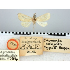 /filer/webapps/moths/media/images/C/coniota_Sesamia_HT_BMNH.jpg