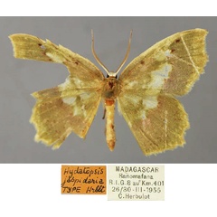 /filer/webapps/moths/media/images/J/jaspidaria_Hydatopsis_HT_ZSM_01.jpg