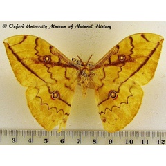 /filer/webapps/moths/media/images/F/flavivitta_Pselaphelia_A_OUMNH.jpg