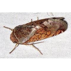 /filer/webapps/moths/media/images/P/pulcherrima_Eulymnia_A_Braun_03.jpg