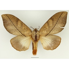 /filer/webapps/moths/media/images/S/subfascia_Pachyna_AF_Basquin_01.jpg