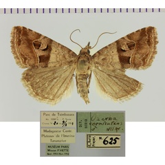 /filer/webapps/moths/media/images/C/corniculans_Ozarba_AM_MNHN.jpg