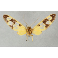 /filer/webapps/moths/media/images/A/albinescens_Naclia_HT_NHMUKb.jpg