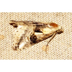 /filer/webapps/moths/media/images/M/meceneronis_Zebeeba_A_Braun_06.jpg