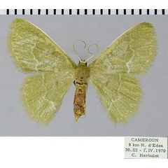 /filer/webapps/moths/media/images/A/afflictaria_Chlorissa_AF_ZSM.jpg