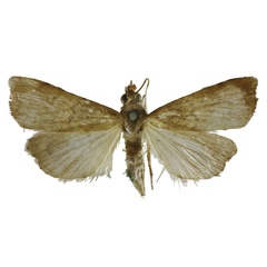 /filer/webapps/moths/media/images/B/beccarii_Ptychopseustis_HT_BMNH.jpg