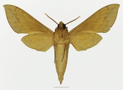 /filer/webapps/moths/media/images/T/tessmanni_Theretra_AM_Basquin_01b.jpg