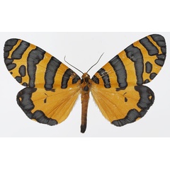 /filer/webapps/moths/media/images/P/pactolicus_Amphicallia_AM_Basquin_03.jpg