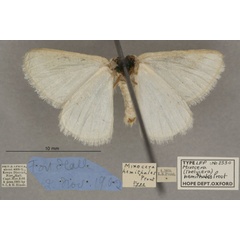 /filer/webapps/moths/media/images/H/hemithales_Thelycera_HTM_OUMNHb_01.jpg