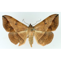 /filer/webapps/moths/media/images/I/irrorata_Anticarsia_AF_TMSA_02.jpg