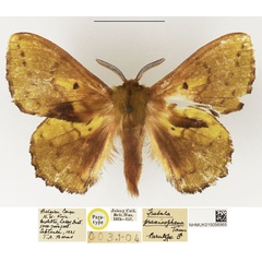 /filer/webapps/moths/media/images/P/prasinosphena_Trabala_PTM_NHMUK_02.jpg