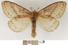 Philotherma thoracica