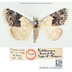 /filer/webapps/moths/media/images/B/bipartita_Eublemma_HT_BMNH.jpg