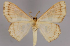 Antitrygodes callibotrys