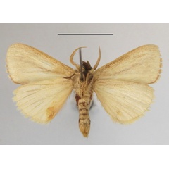 /filer/webapps/moths/media/images/I/isabellina_Xanthodonta_A_MGCLb_01.JPG