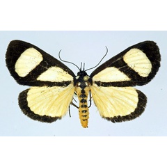 /filer/webapps/moths/media/images/X/xanthosoma_Phaegorista_A_Basquin.jpg