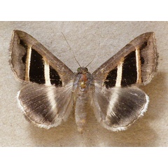 /filer/webapps/moths/media/images/B/bifasciata_Grammodes_A_Butler.jpg