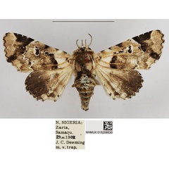 /filer/webapps/moths/media/images/O/ocellaria_Eutelia_AF_NHMUK.jpg