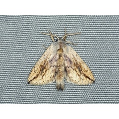 /filer/webapps/moths/media/images/F/fuscata_Lopiena_A_Voaden.JPG
